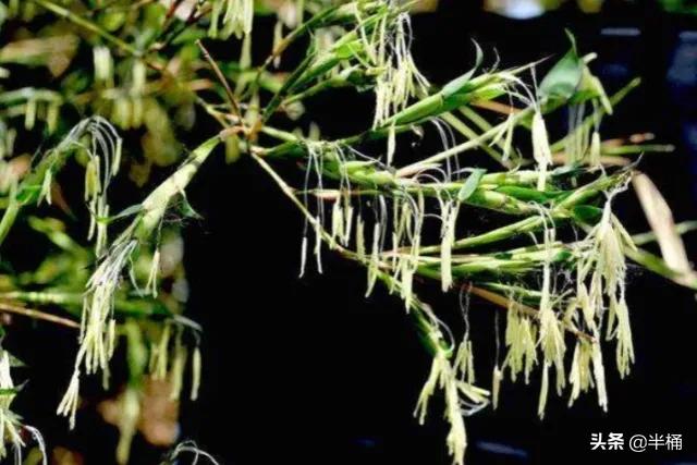 竹子开花马上搬家有这说法吗,竹子开花人要搬家有这种说法吗