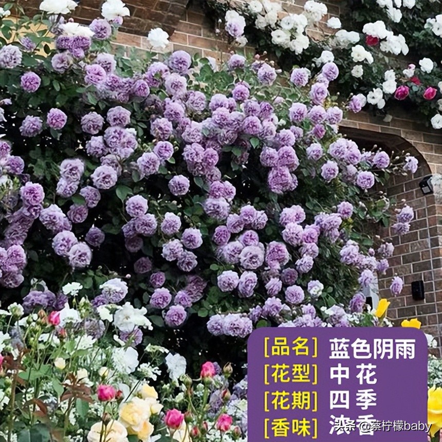 路边的蔷薇花是什么品种,哪个品种蔷薇花最好看最香
