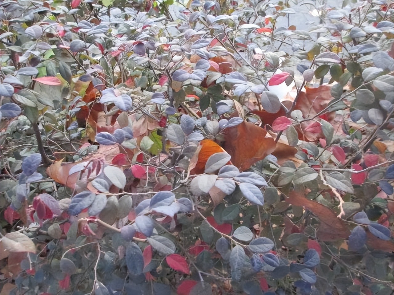 红花檵木的花图片,白花檵木花卉