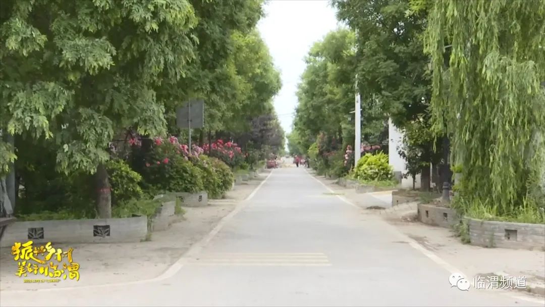 《振兴乡村美好临渭》临渭区丰原镇北雷村：玫瑰绽放“美丽经济”花香铺就致富路