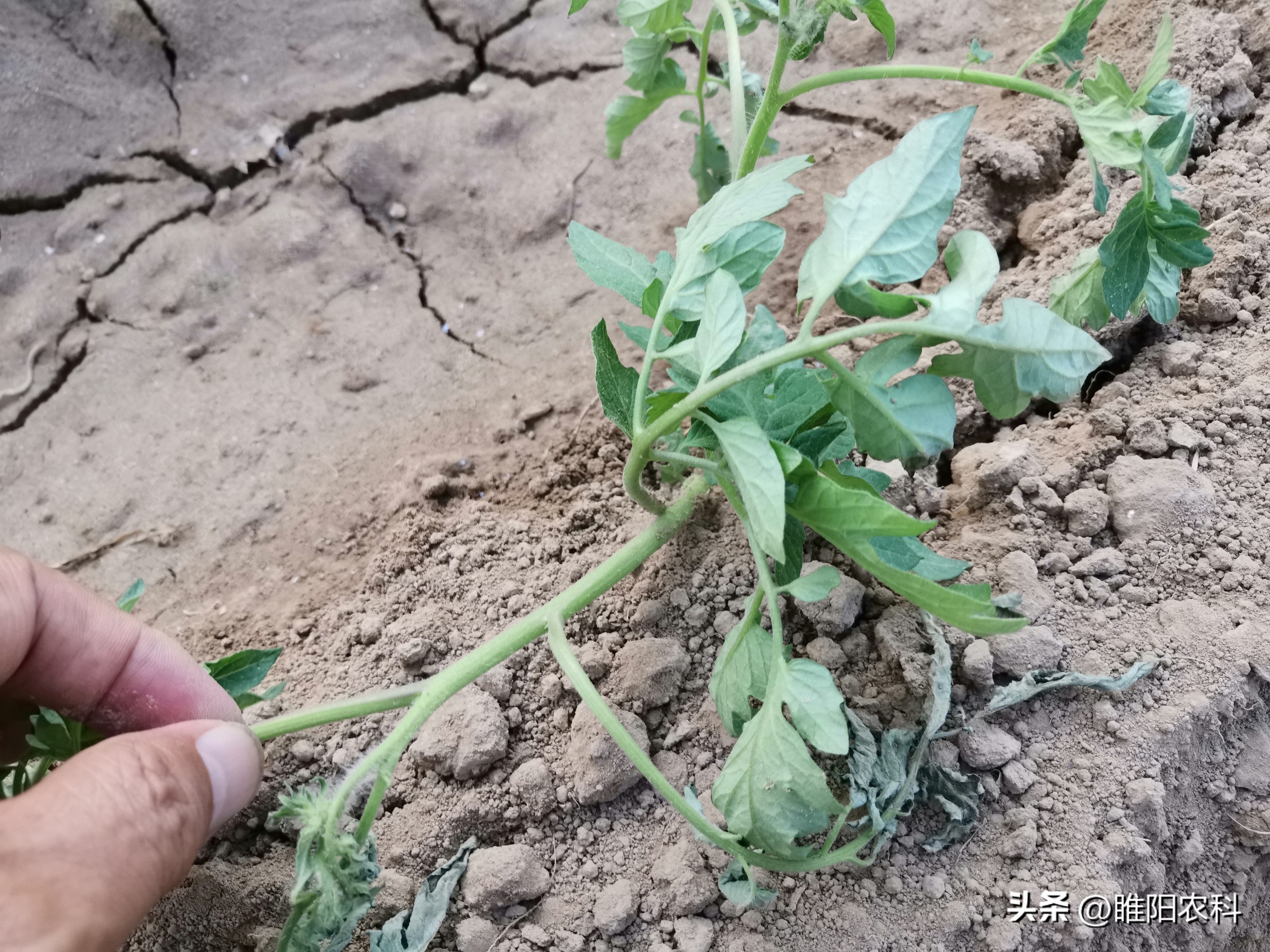死苗烂根特效配方,蔬菜烂根用什么药治好
