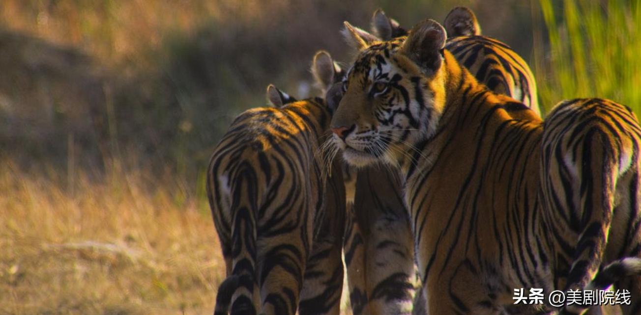 硬盘必看的十部电影,4k蓝光硬盘电影大片