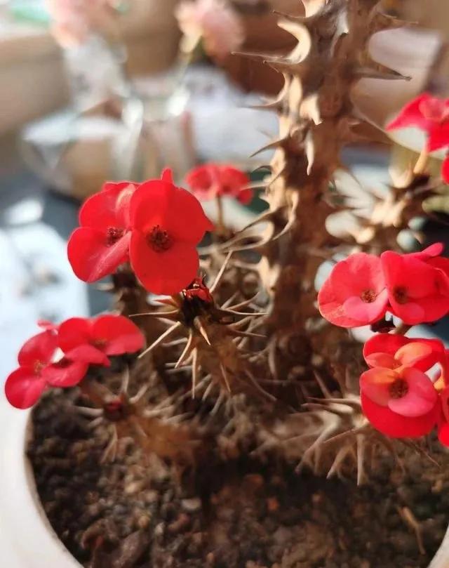 虎刺梅的养殖方法和注意事项秋冬,虎刺梅的养殖方法和注意事项有哪些