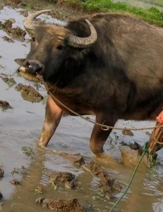 母亲的满头银发,母亲的青春年华