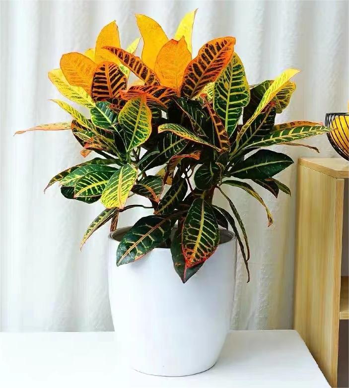 吊竹梅在家里养可以吗,吊竹梅怎么养