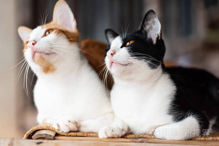 猫咪的年龄是如何换算的,猫咪年龄对照表图猫咪几岁聪明