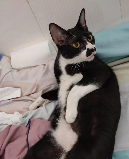 猫咪生病怎么办才能治好,猫咪生病怎么办最好的方法