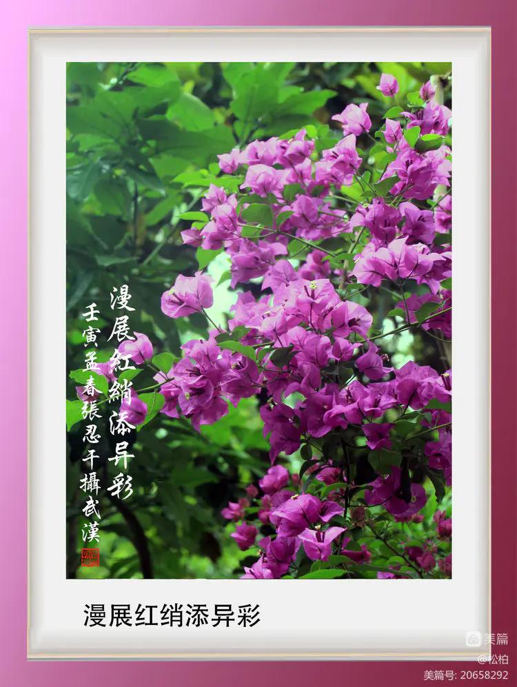 【松柏】（十四）潜情三角梅