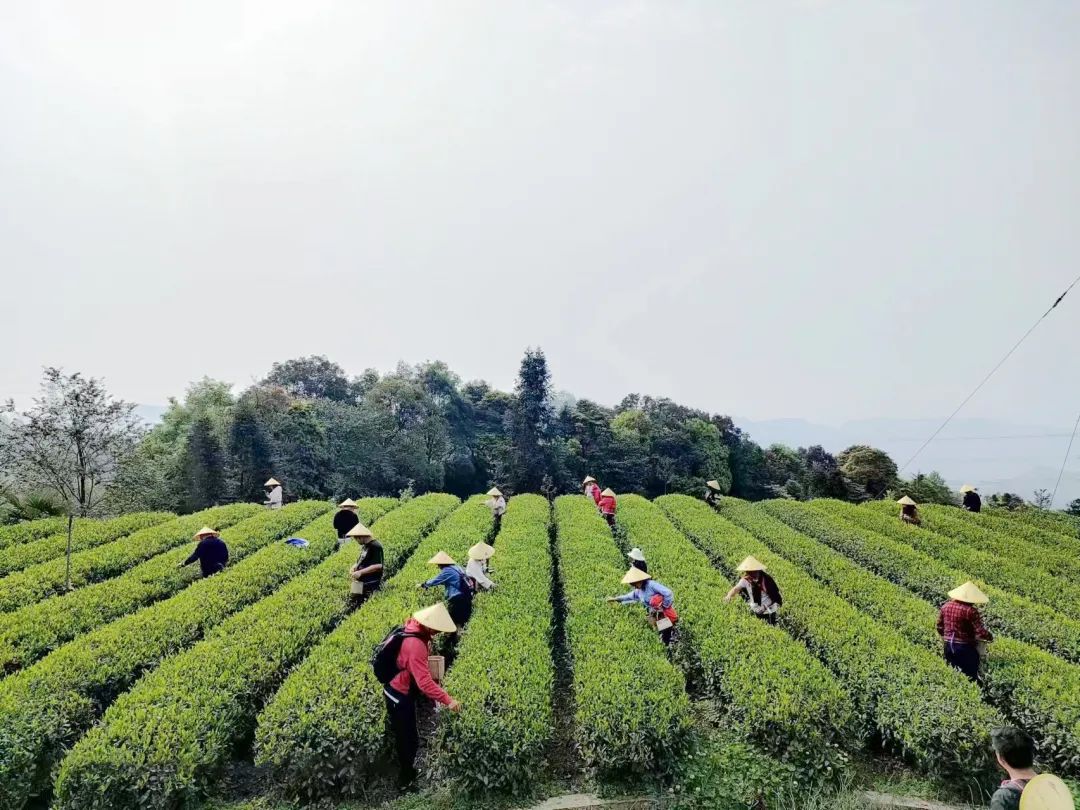 党建引领茶产业发展助力乡村振兴,乡村振兴促进茶产业发展
