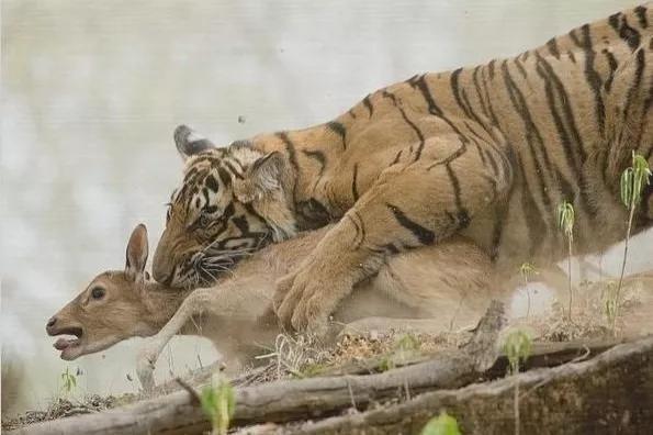 黑熊为什么害怕东北虎,狼群为什么不怕大棕熊怕老虎