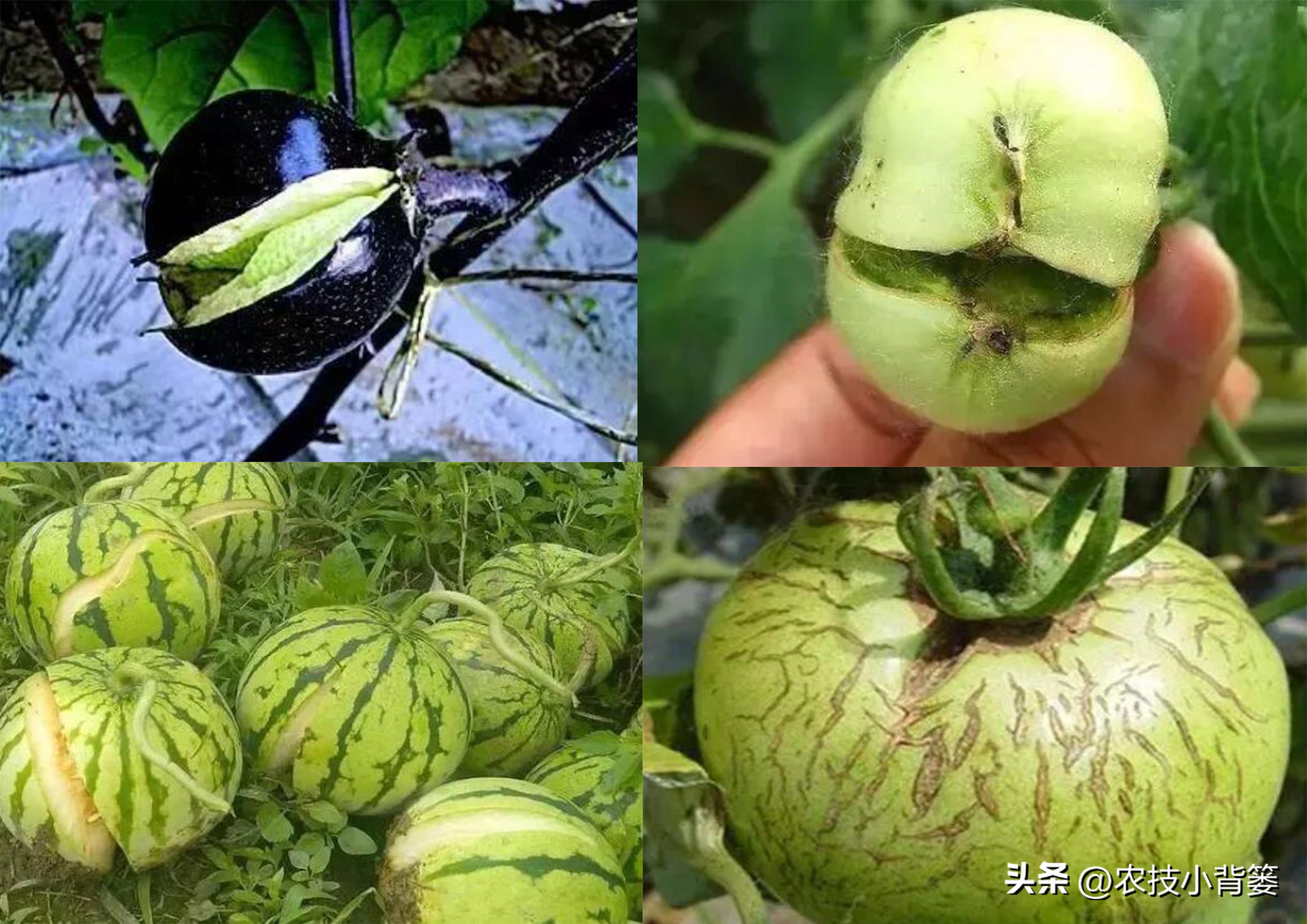 果树缺钙吃什么钙肥好,哪种肥料容易引起钙流失