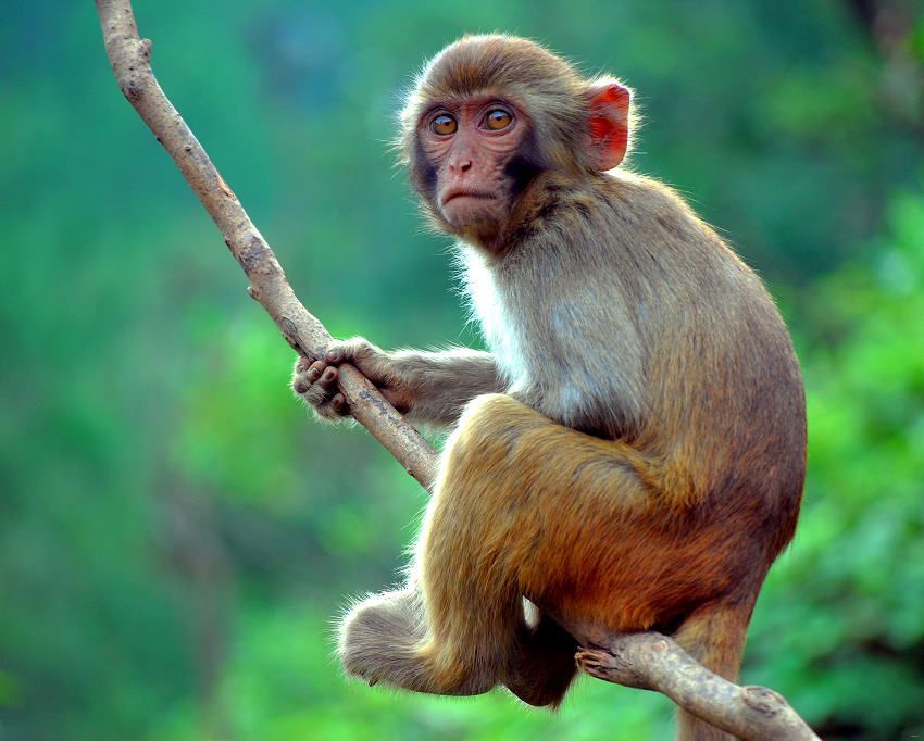 起心动念和心猿意马,起心动念心猿意马