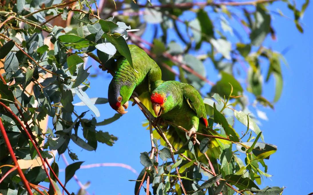 红额鹦鹉讲话,蓝色经典鹦鹉品种图片欣赏