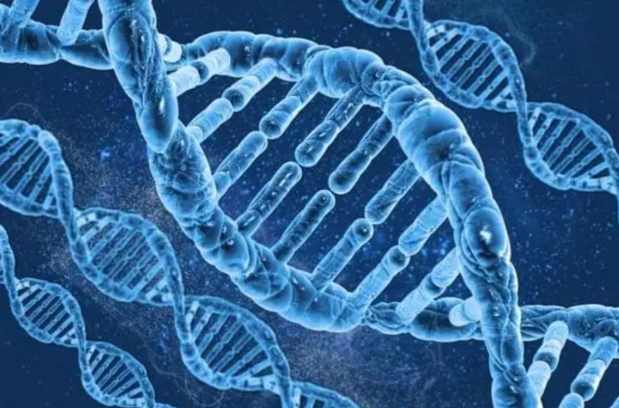 人类祖先留下来的遗传基因,人类性别决定与哪些基因有关