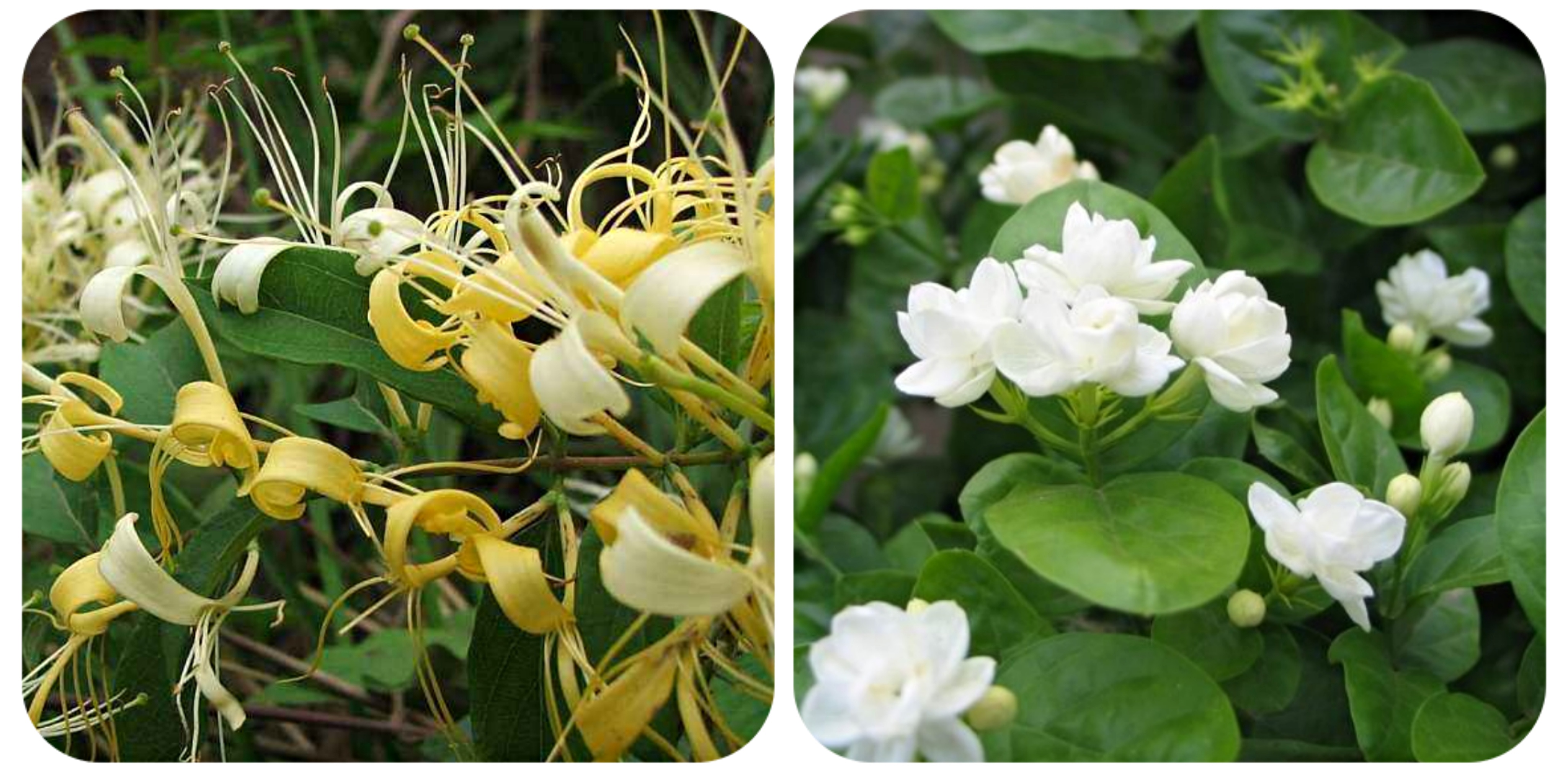 可以吃的野菜大全100种图解,教你认识100种野菜