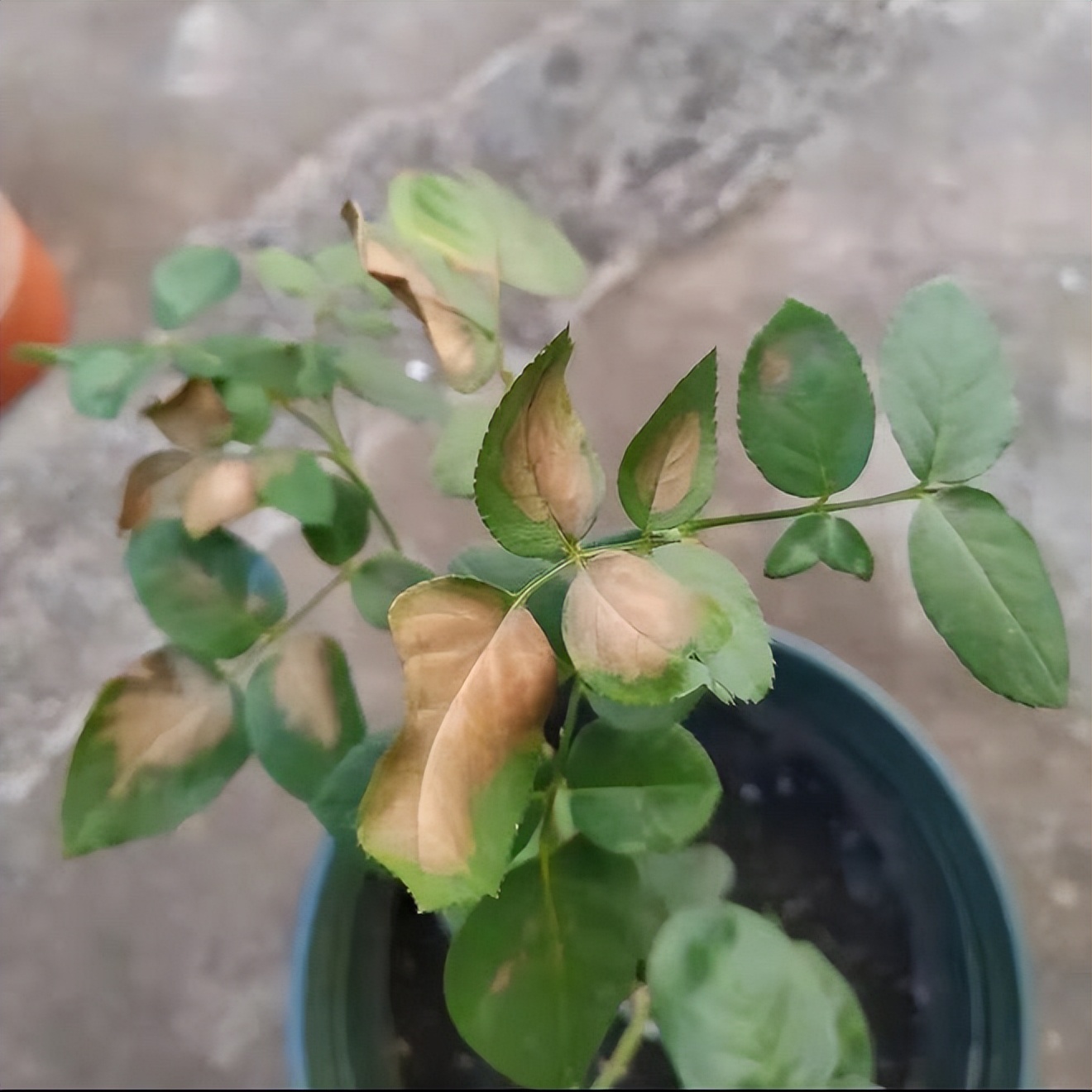 盆栽叶子发黄怎么解决,小盆栽叶子发黄处理方法