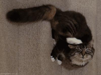 猫咪洗澡耳朵进水了怎么办,猫咪在宠物店洗澡做出的应激反应