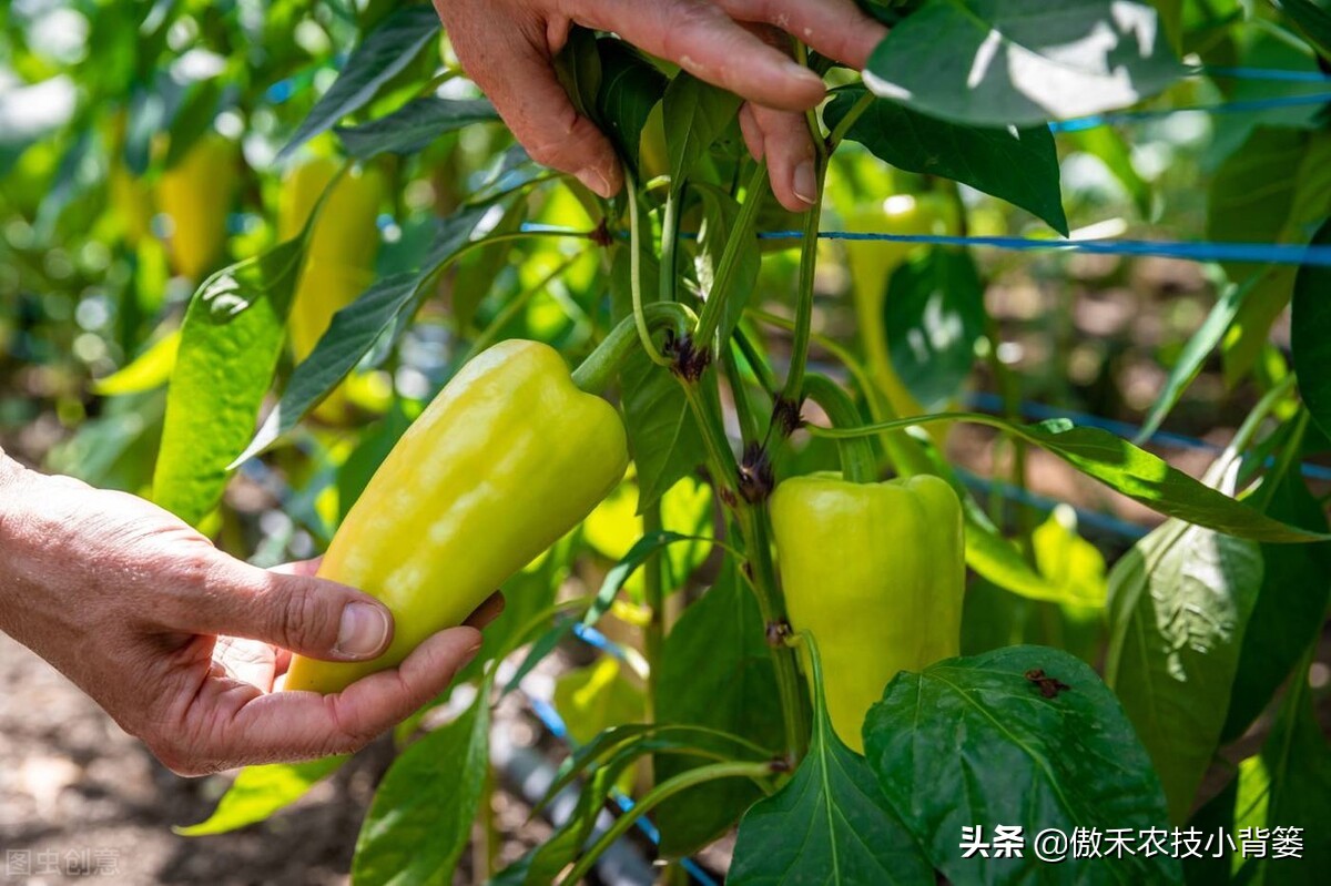 辣椒如何施肥才能更高产?建议农民注意这几点