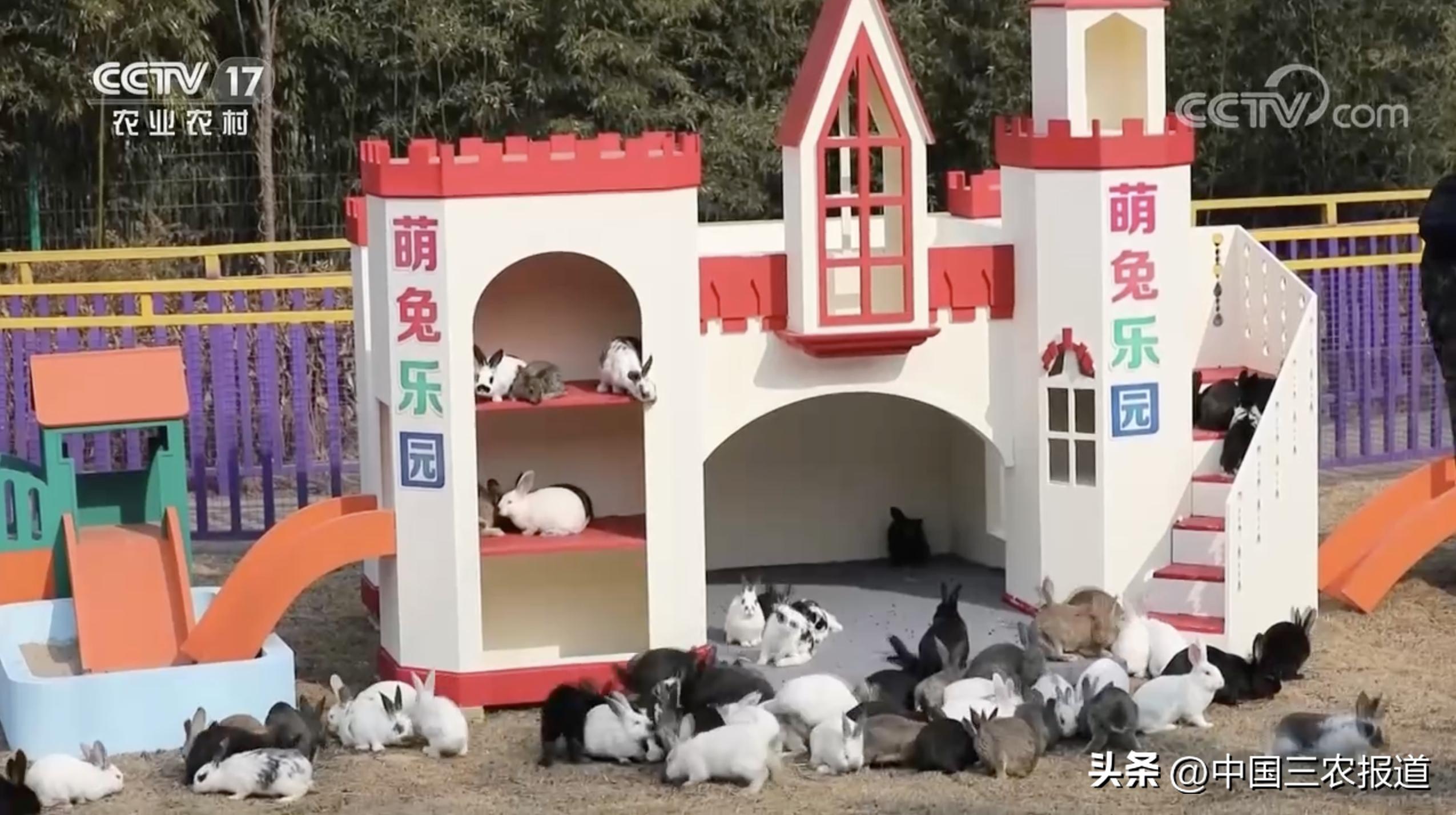 小白兔分别有哪13种生活习性,兔子有多少个种类家兔