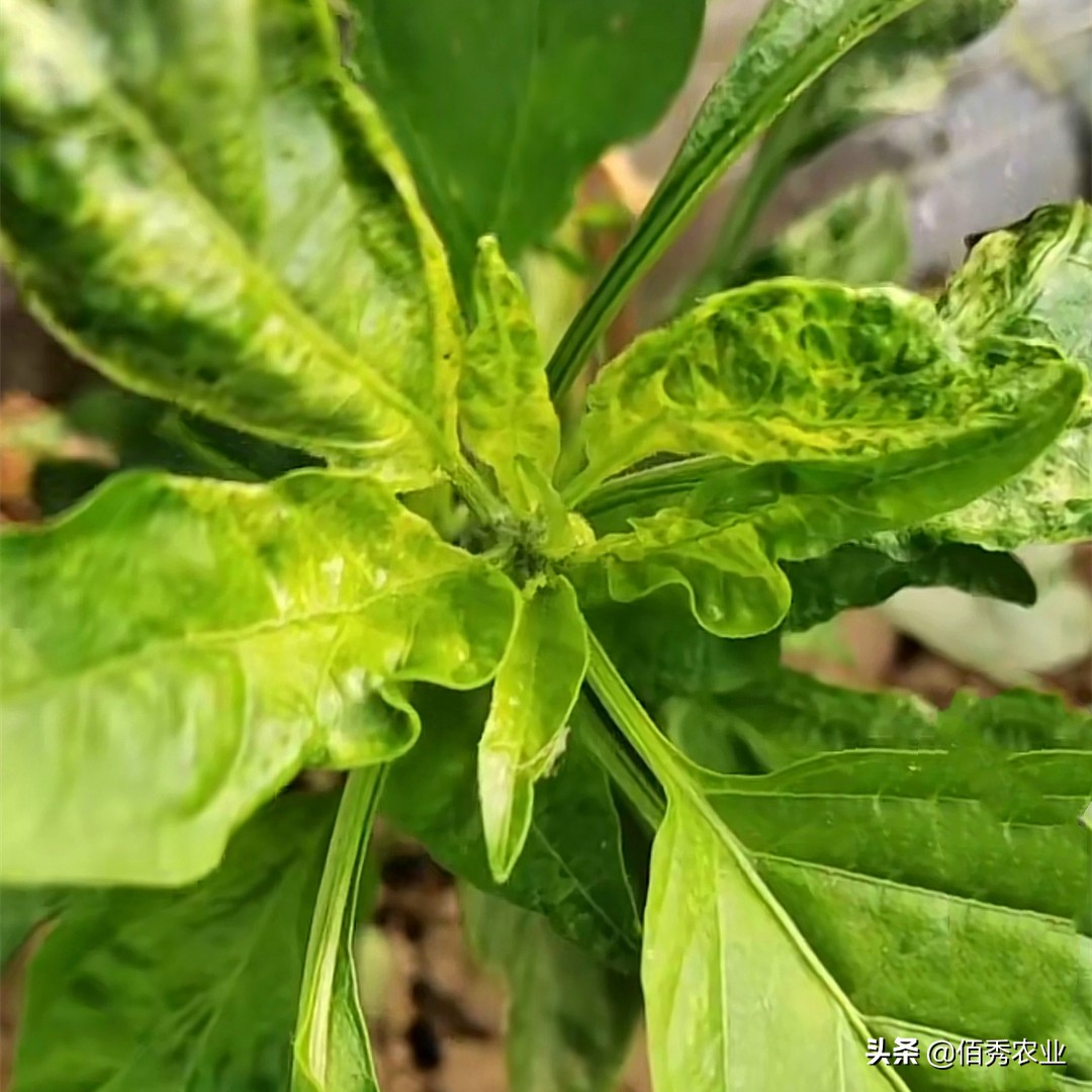 辣椒病毒病是虫害引起的吗,辣椒病毒病