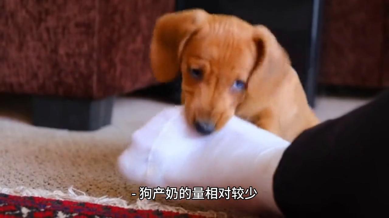 狗奶对人的危害,人类为什么不喝动物奶