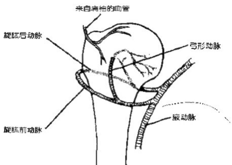 肱骨近端骨折属于几级伤残,肱骨近端骨折康复训练技巧