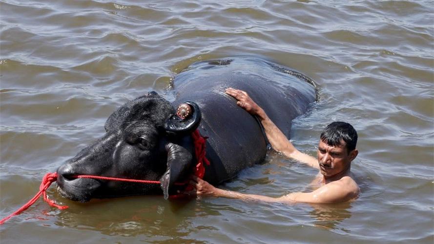全球十大罕见黑色神兽,最昂贵的十大黑动物