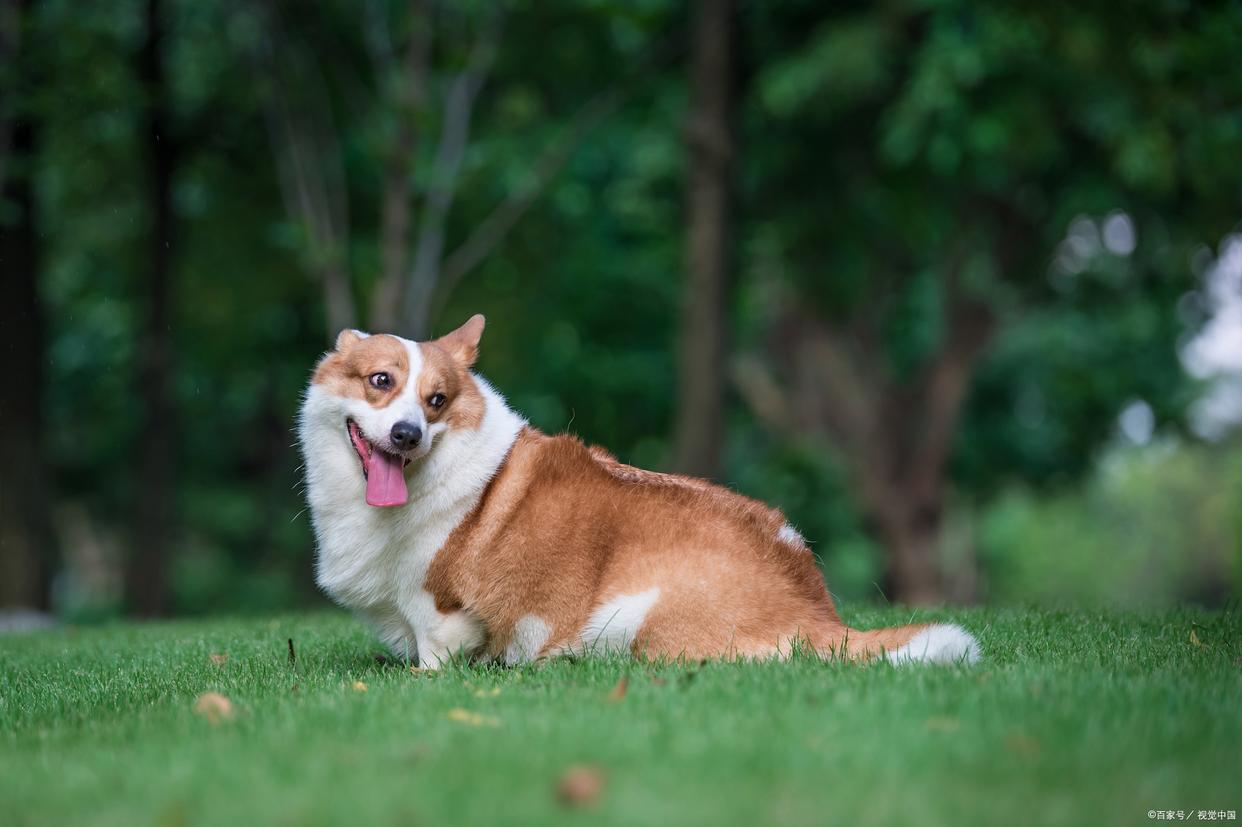 柯基怎么养才能变成好习惯,柯基的日常养法