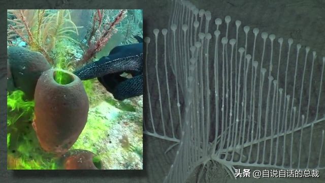 潜入深海寻找宝藏,潜入海底最深处你会发现什么