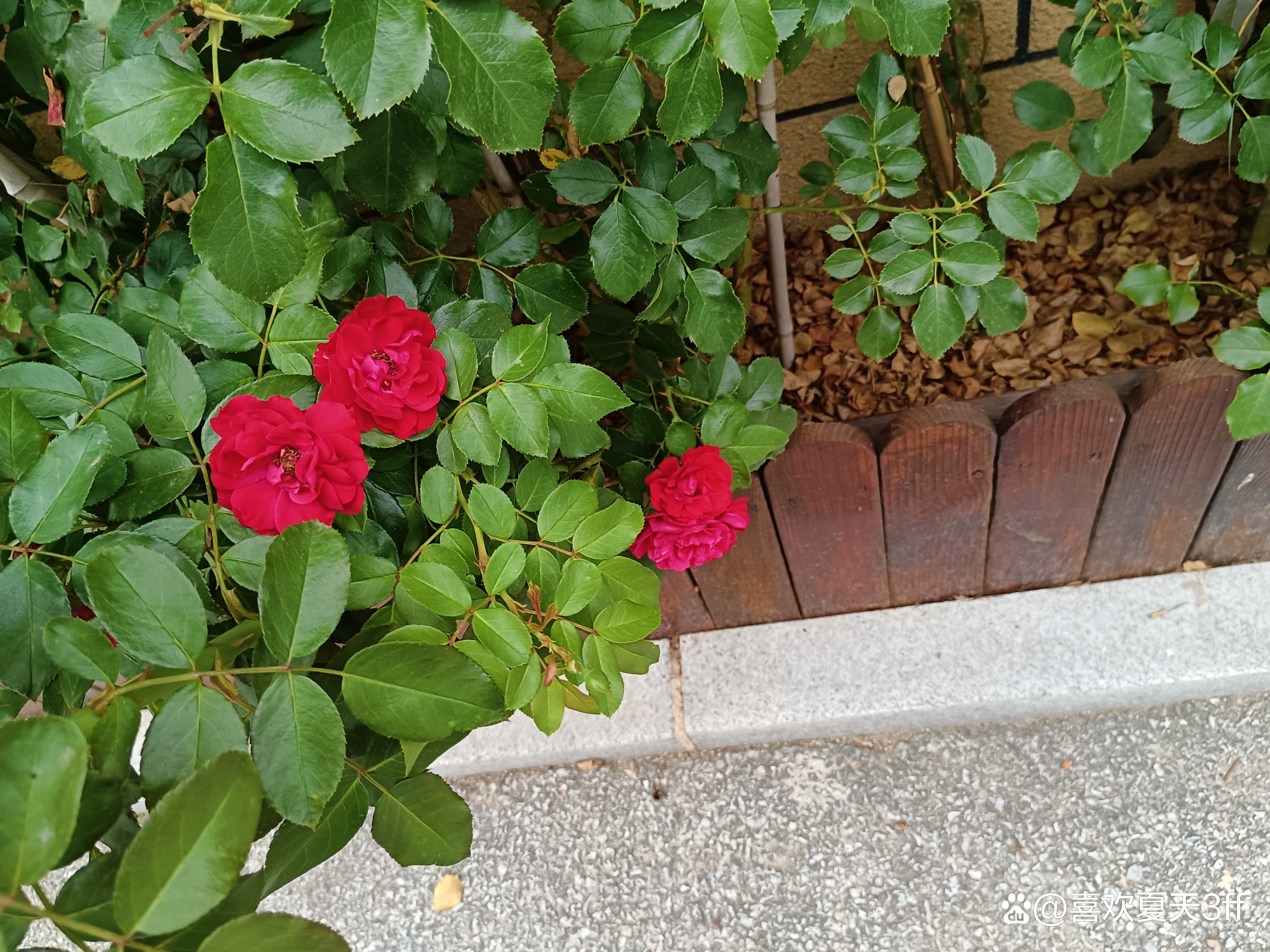 六月的鲜花绚丽多彩,七月的鲜花格外的娇艳