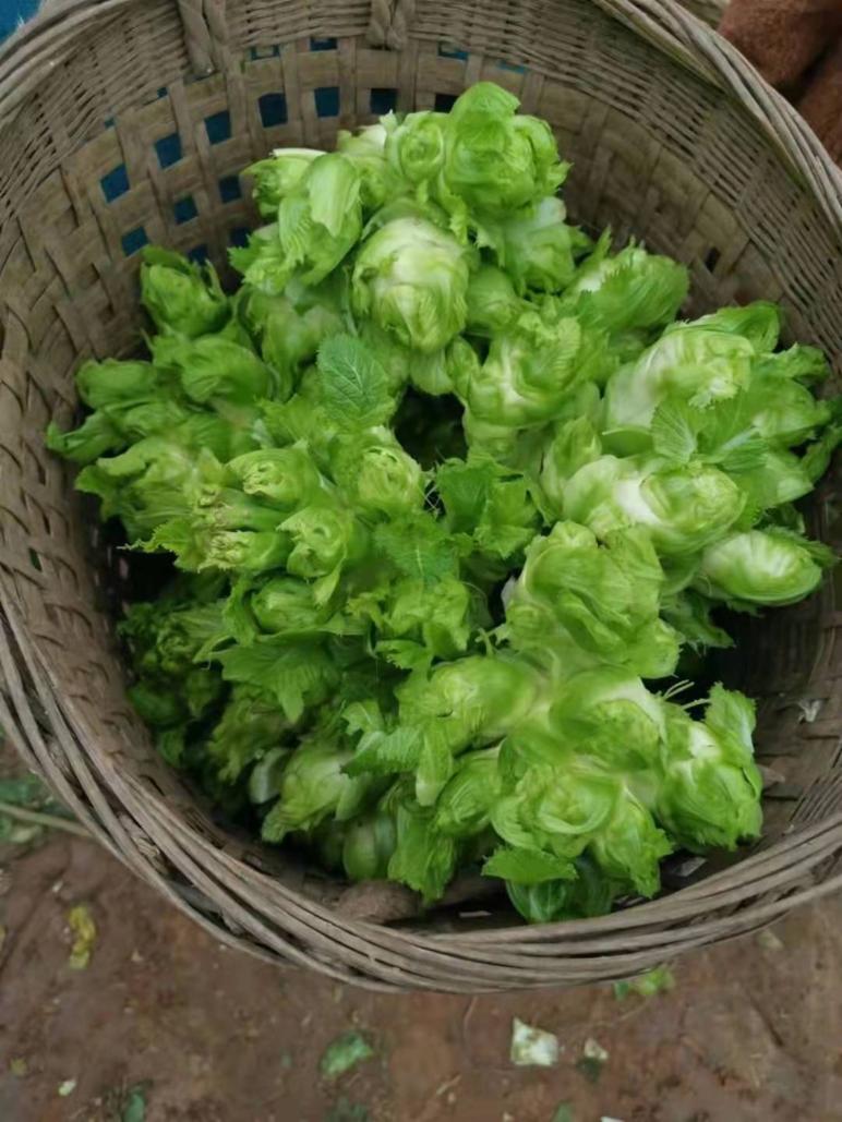 菜农伯伯与农业对话,蔬菜与大棚对话