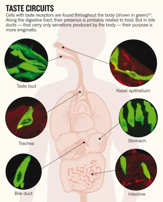 一考试就拉肚子吃什么药,一考试就拉稀怎么办吃什么药