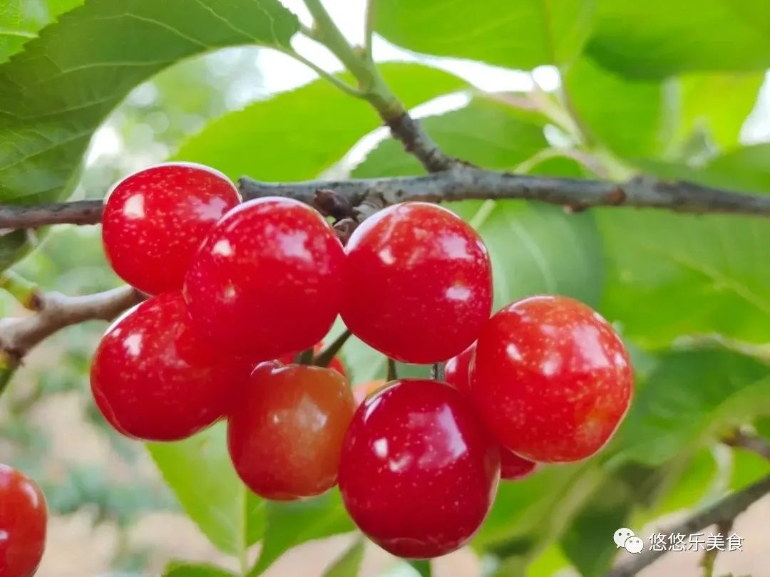 入夏后，这几种碱性水果不妨多吃,夏季遇到这碱性水果别错过