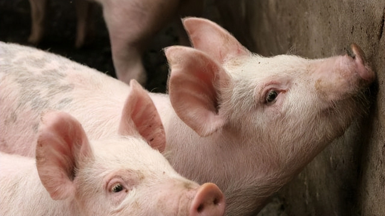 如何给母猪清宫？母猪什么时候需要清宫？为什么要给母猪清宫？