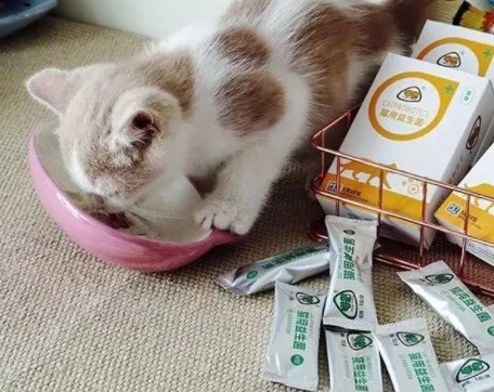 小猫喝羊奶拉的屎是白色的,小猫喝羊奶粉拉稀后要断粮吗