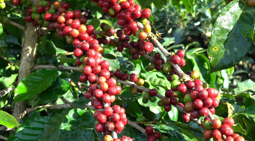 【直播预告】云咖何以香飘世界？来，一起解锁它的“出圈”密码！