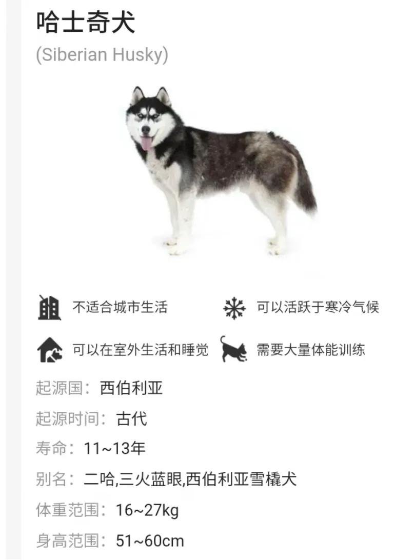 新手正确挑选哈士奇的方式,三阳哈士奇入手价格