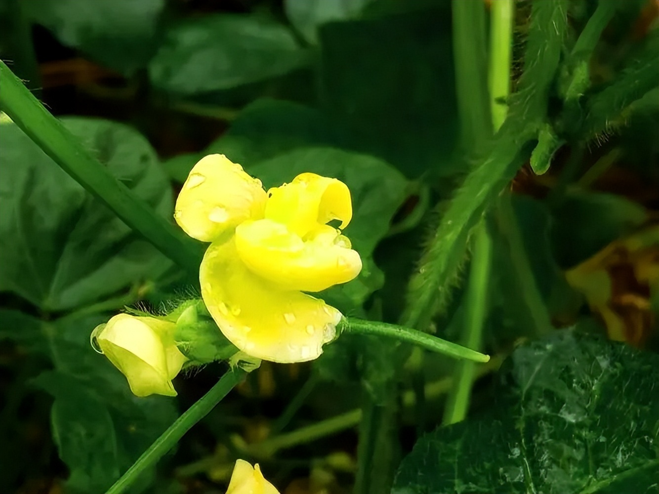 红豆薏米粥和赤小豆薏米粥的区别,薏米红豆粥里的红豆是红小豆吗