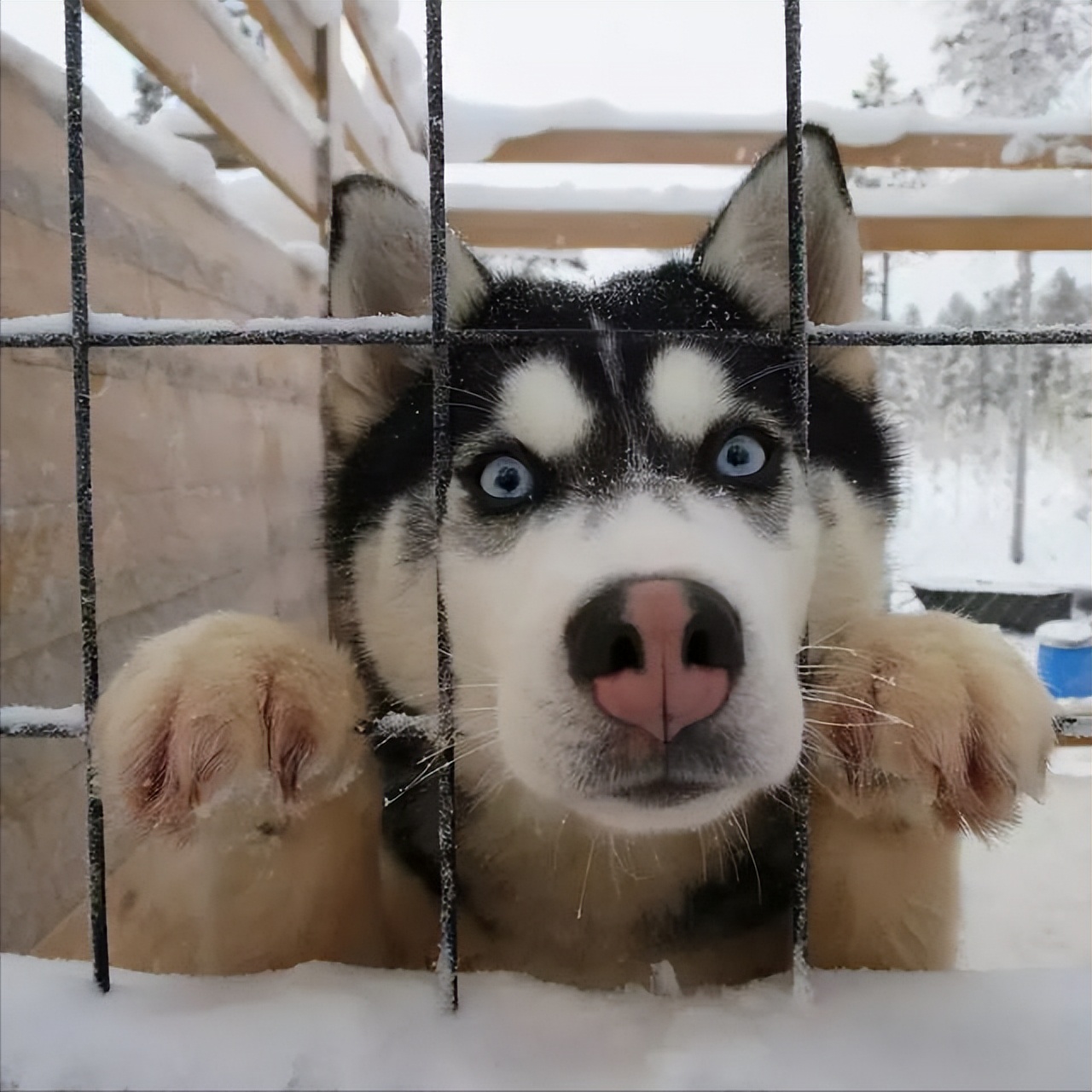 哈士奇没胃口吃饭,哈士奇没有狗粮怎么治它