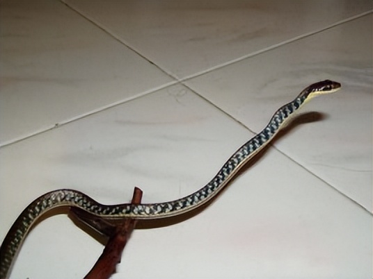 中国境内蛇类大全，11种（Ⅶ），恐蛇者勿入！