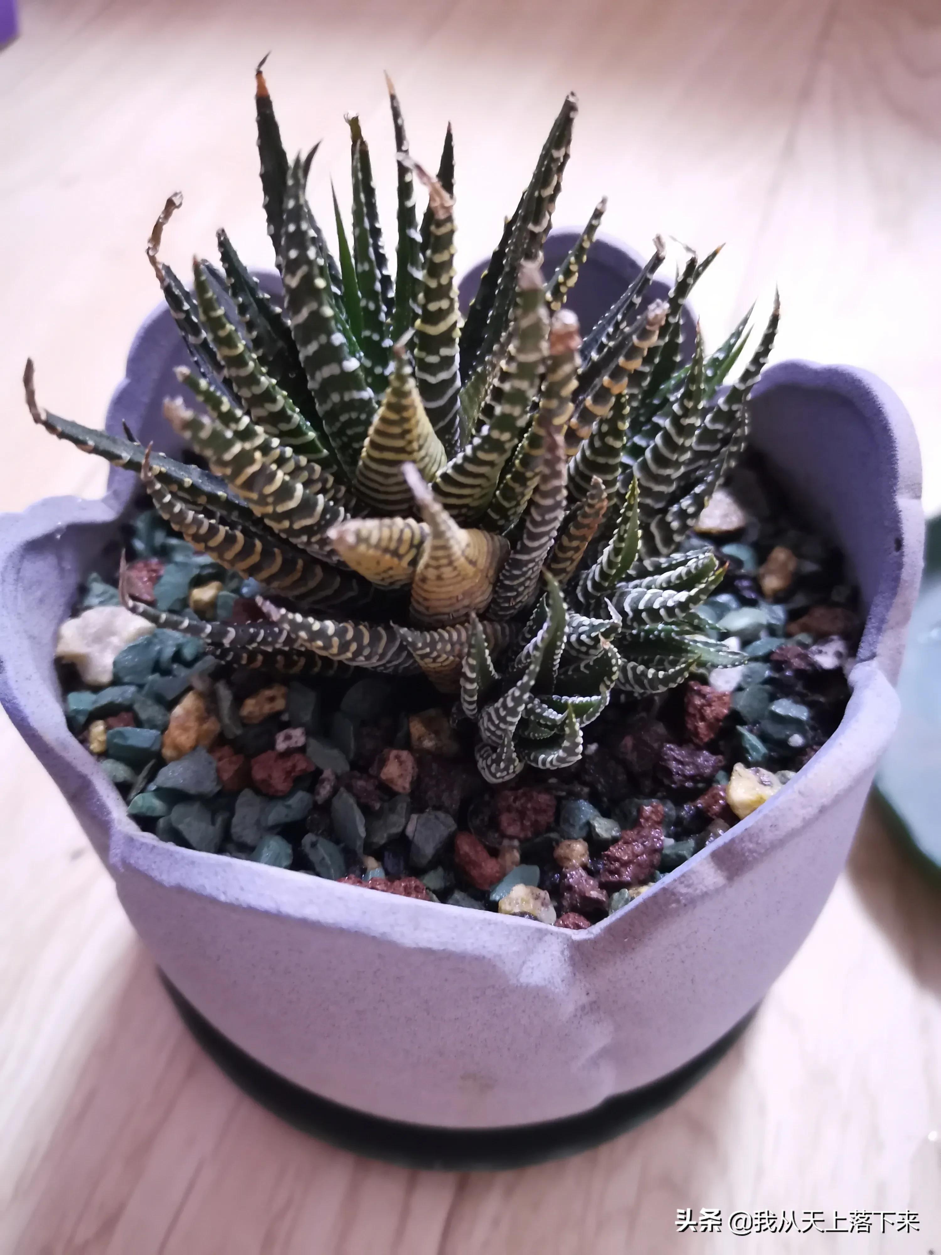 多肉品种及图片大全欣赏,多肉品种辨别图片大全欣赏