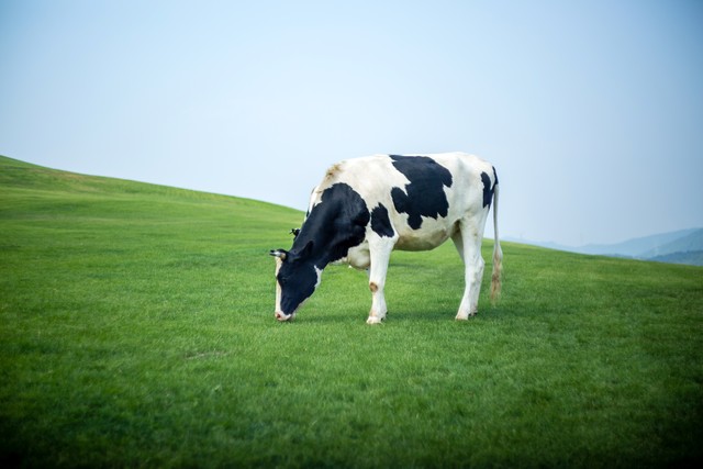 星飞帆奶粉值得买吗,星飞帆奶粉价格怎么不一样