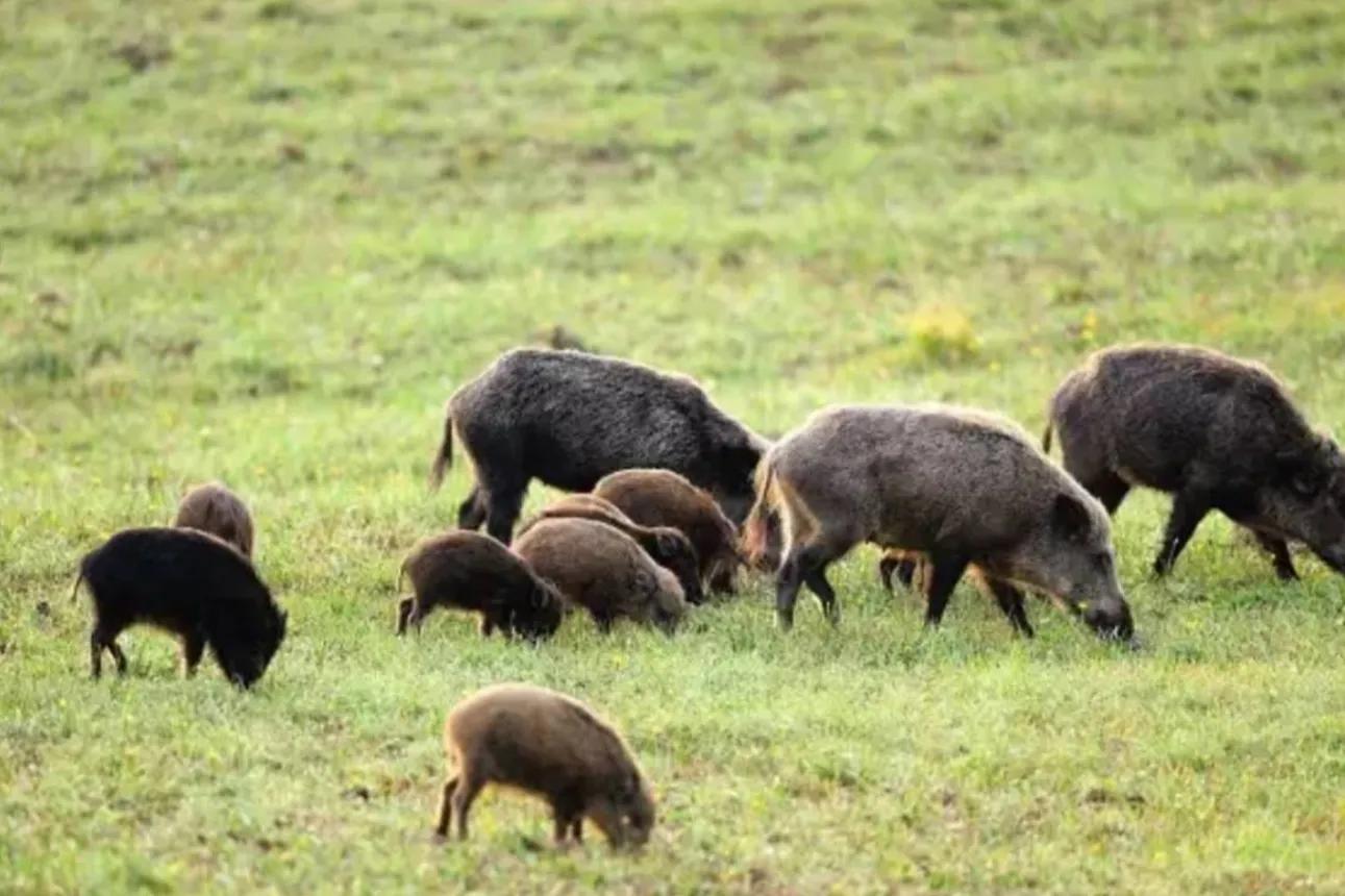 陕西渭南悬赏抓野猪，不让投毒，不许用枪？抓野猪有多危险？