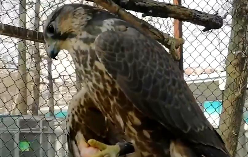 河南男子捡到只怪鸟，想要放生，专家看完后：价值600万