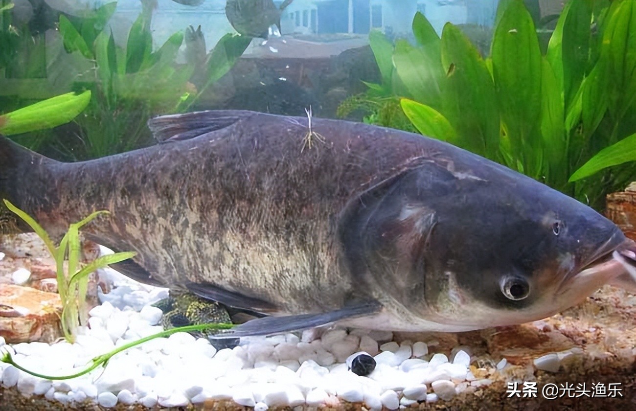 喝水就长肉，一次产卵百万枚，鱼类为何没能成为主要肉类？