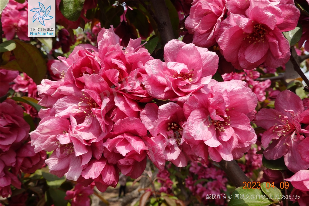 北美海棠与西府海棠的区别,北美海棠与西府海棠区别