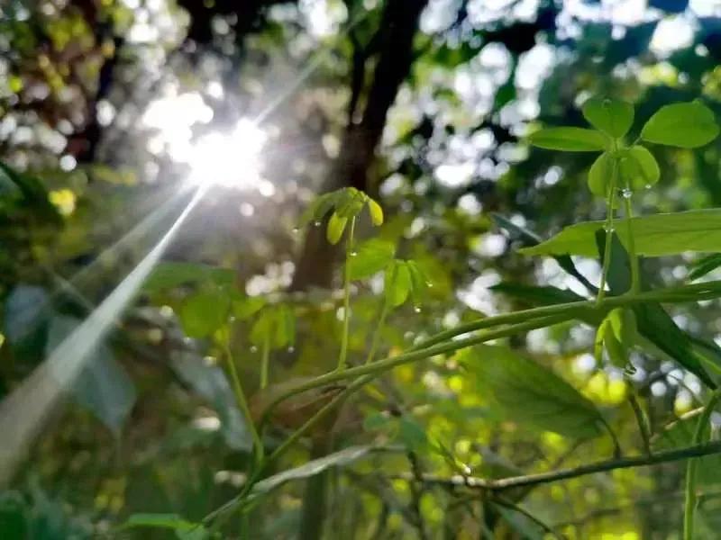 煞重命局身弱的人命运,煞重身轻的意思