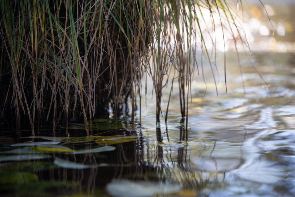 尼康z24-120f4s使用体验,尼康z100-400评测