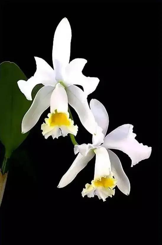 最美的100种兰花图片,欣赏一下最美的兰花