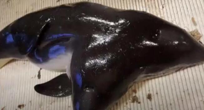 10种怪异的两个头动物,10种变异双头动物